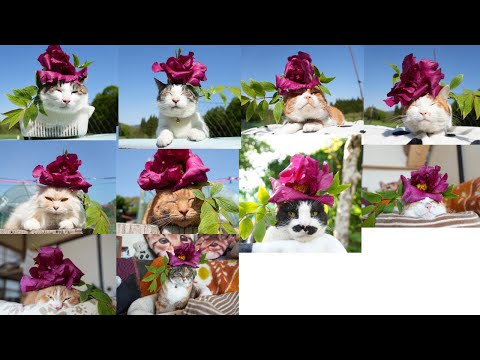 猫の動画サムネイル - 牡丹の花　のせ猫　250526