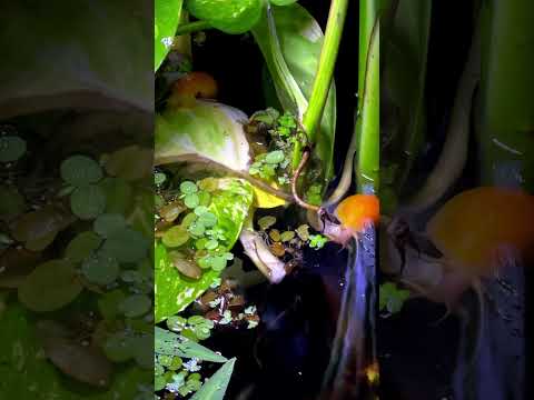 Pond snails (the sounds of water) #minipond #pondl 