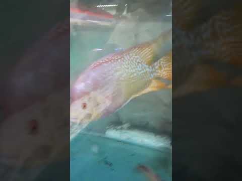 Crazy flower horn ready to bite|| #shorts #monster #shortvideo