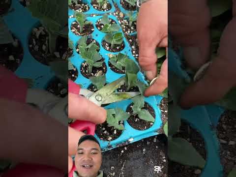 Kỹ Thuật Trồng Dưa Hấu Siêu Hạng Của Người Trung Quốc #garden