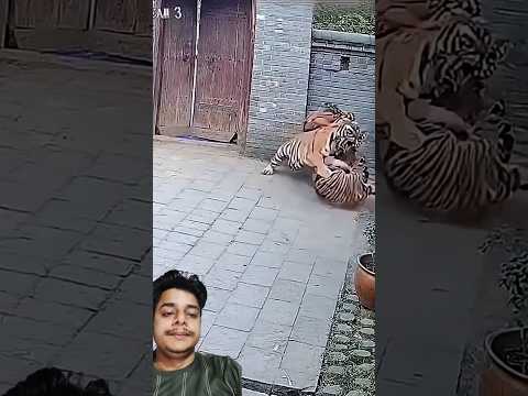 A disabled duckling helps his cat friend🐥#DuckRescue #CuteAnimal #AnimalRescue