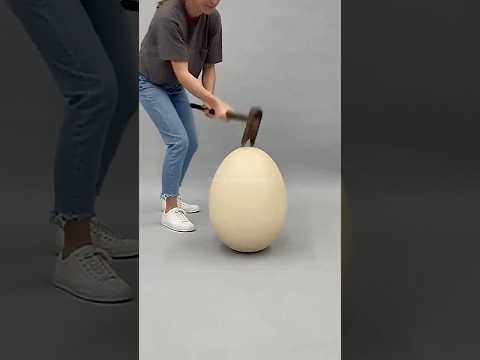 Os ovos mais resistentes do Mundo! #shorts #animais #curiosidades #natureza