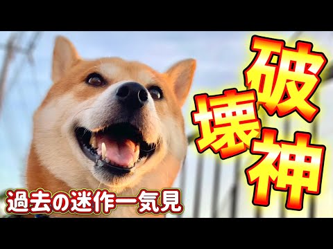 この神は犬か人間か【過去の迷作一気見】