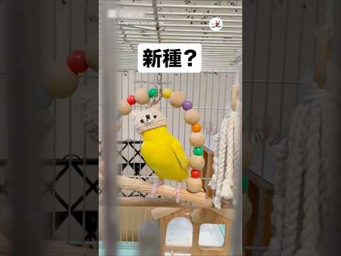 猫の動画サムネイル - この新種の名前、誰か教えて｜PECO