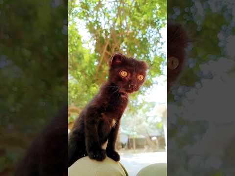 the lion king beautiful shorts 🥰