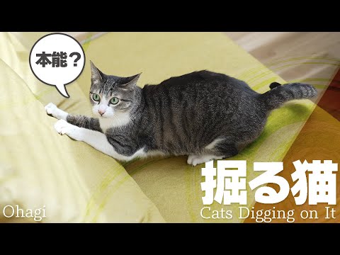 掘る猫【本能】