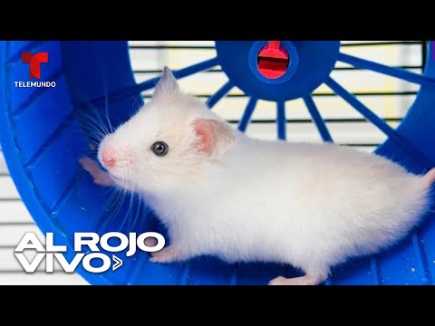 Los ratones de laboratorio son estrategas y piensan como bebés humanos