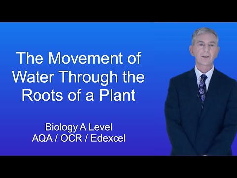 A Level Biology Revision “Movement of Water Through the Roots of a Plant”