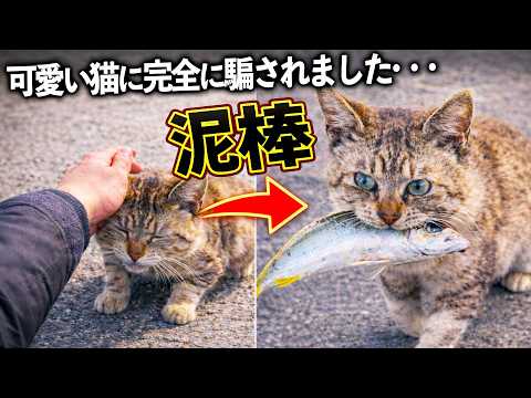 【釣り】可愛い猫に完全に騙されました…