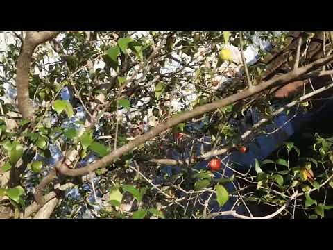 Pohon buah dewandaru