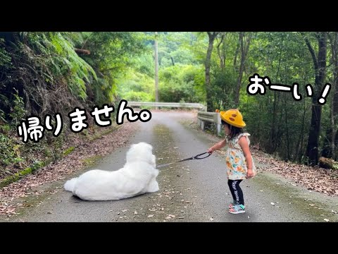 【散歩拒否】大好きな３歳児とのお散歩が楽しくて仕方ない超大型犬、動かなくなってしまいました‥｜グレートピレニーズ&オールドイングリッシュシープドッグ&トイプードル