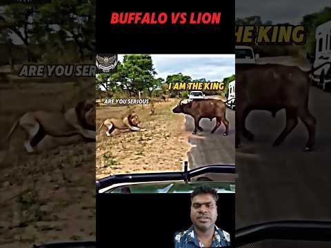 Buffalo Vs Lion #trending #baffalo #wildlife #ytshorts