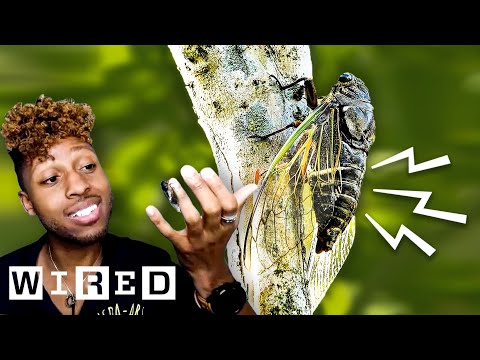 Bug Expert Explains Why Cicadas Are So Loud | WIRED