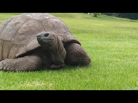 Meet Jonathan, the world's oldest land animal