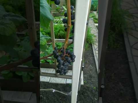 #дача #омск #мудрыеслова #мы никогда не получим то-чего мы хотим.......#shorts