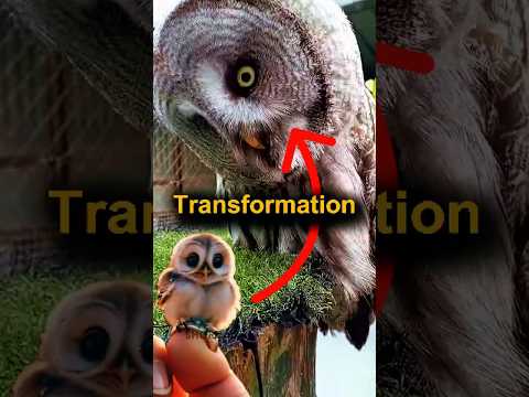 Crazy Owl Transformation!