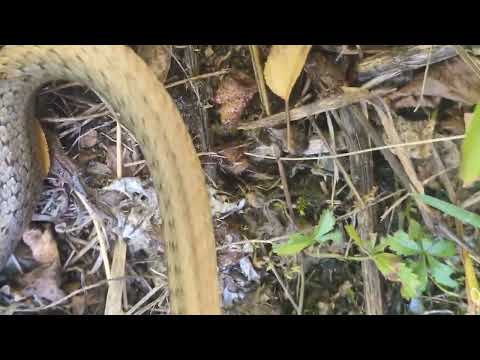 Herping in Prague - Smooth Snake - užovka hladká (Coronella austriaca) Praha_Sedlec 2025