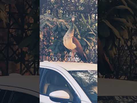 pehan on car 🚗 top #shorts #trending #ytshorts