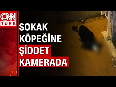 Sarıyer'de köpeği boğmaya çalışan saldırgan yakalandı