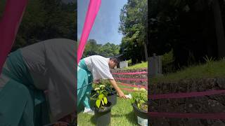 神社のモーニングルーティン🌱宮司の水やり #神社 #農業 #家庭菜園 #shorts