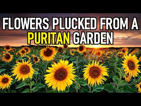 Flowers Plucked from a Puritan Garden - Puritan John Arrowsmith