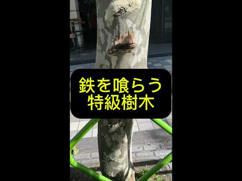 植物って時々本気出すよね#shorts #植物 #街路樹