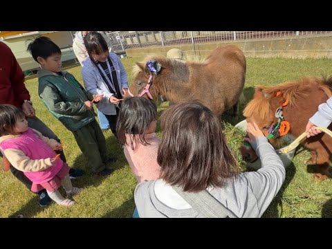 子供たちに大人気！にんじんもらってご機嫌なミニチュアホースたち