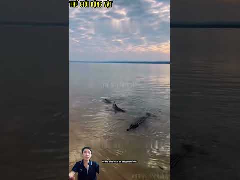 cá mập bơi quanh cá sấu cảnh tượng kỳ lạ hiếm thấy.