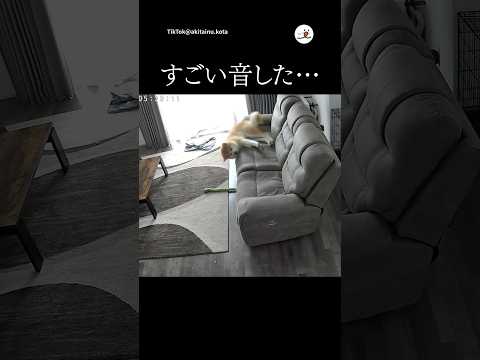 猫の動画サムネイル - すごい音した…｜PECO #shorts