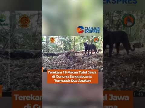 Terekam 19 Macan Tutul Jawa di Gunung Sanggabuana, Termasuk Dua Anakan