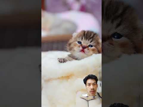 sangat menggemaskan#cat #catlover #imut #kucing
