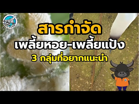 สารกำจัดเพลี้ยหอย-เพลี้ยแป้ง