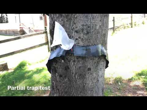 The LanternTrap! - Partial Trap Test