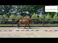 Show jumping horse 3 jr ruin met potentie