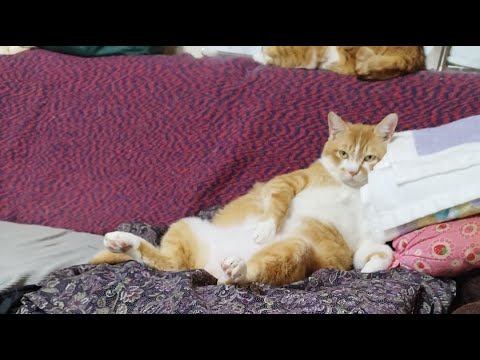猫の動画サムネイル - ぼーちゃんがライブ配信中！　2025年4月28日