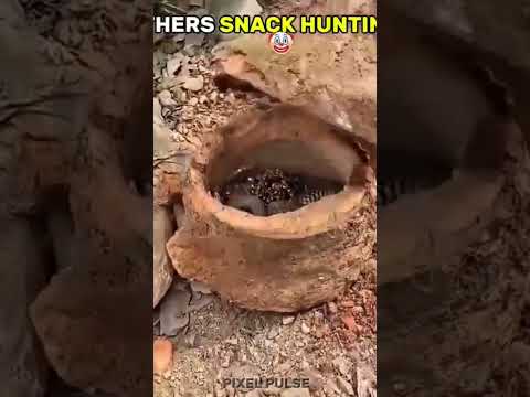 कितना खतरनाक एनाकोंडाहै 🤦😁😌