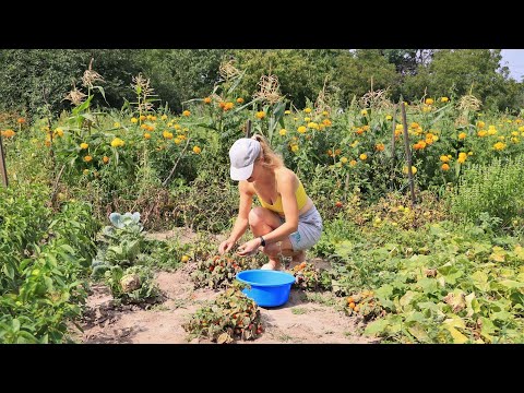 Ukrainian Woman Harvests Tomatoes and Cucumbers in a Ukrainian Village, Countryside Life in Ukraine