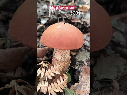 Підосичник. 2026. #гриби #mushroom 🍄