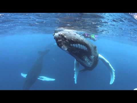 The Sex Life Of Humpback Whales