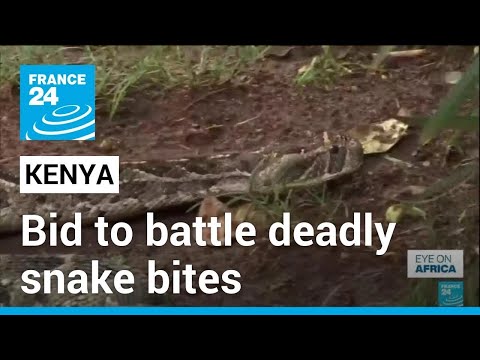 Kenya seeks to develop antivenoms to reduce snake bite deaths • FRANCE 24 English