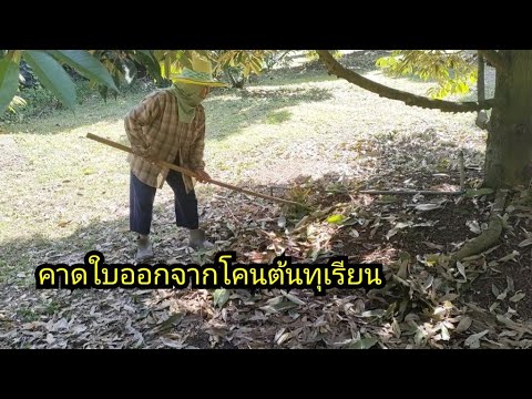 คาดใบทุเรียนออกจากโคนต้นเพื่อ