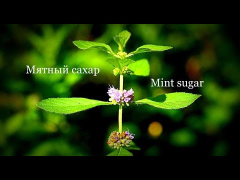 Мятный сахар.  Mint sugar