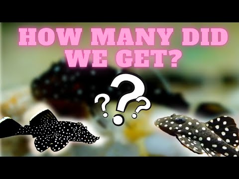 Breeding Peppermint Plecos_ Harvesting The Spawn!! Hey everyone!

Hope you are all doing great this week so far. 

Today we have a video that I thought