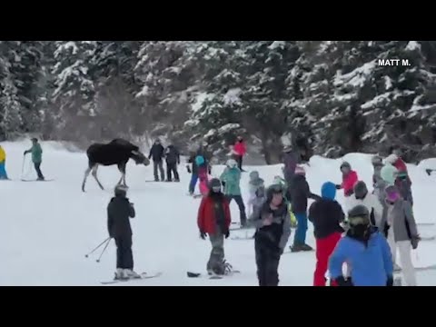 Moose spotted among skiers at Colorado resort