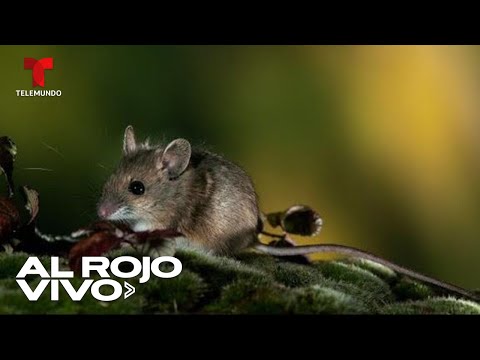 Exterminarán ratones que se reproducen sin control en una isla