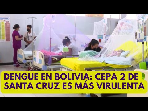 Dengue en Bolivia: la cepa de Santa Cruz es más virulenta