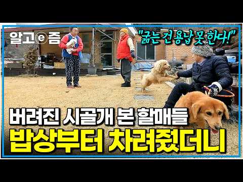 "결국 할매 손맛에 눌러앉았다" 길에서 떠돌던 강아지와 고양이들 거두다가 든든한 10마리 대가족이 생긴 할머니들｜세상에 나쁜 개는 없다｜알고e즘