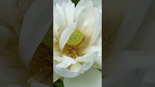Aquatic botanical garden, lotus flowers. #flowers #lotus #botanical #p
