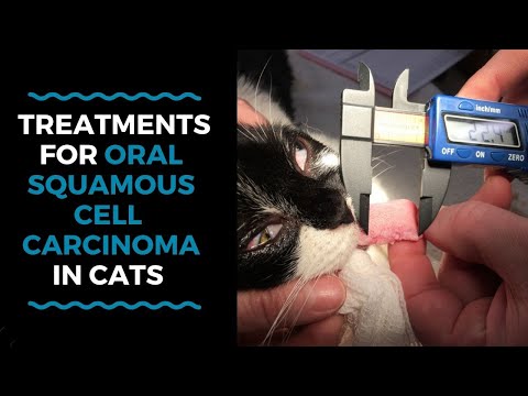Cancer Treatments For Oral Cancer In Cats and What Happens If Treatment Fails: VLOG 126