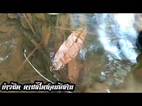 เก็บหอยขมอยู่นาหาอยู่หากินตามส เก็บหอยขมอยู่นาหาอยู่หากินตามส